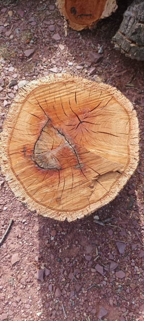 estructura macroscópica de la madera