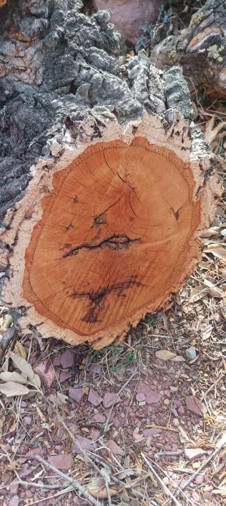 estructura macroscópica de la madera